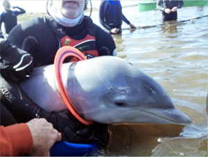 Marine Animal Rescue at Withlacoochee Gulf Preserve